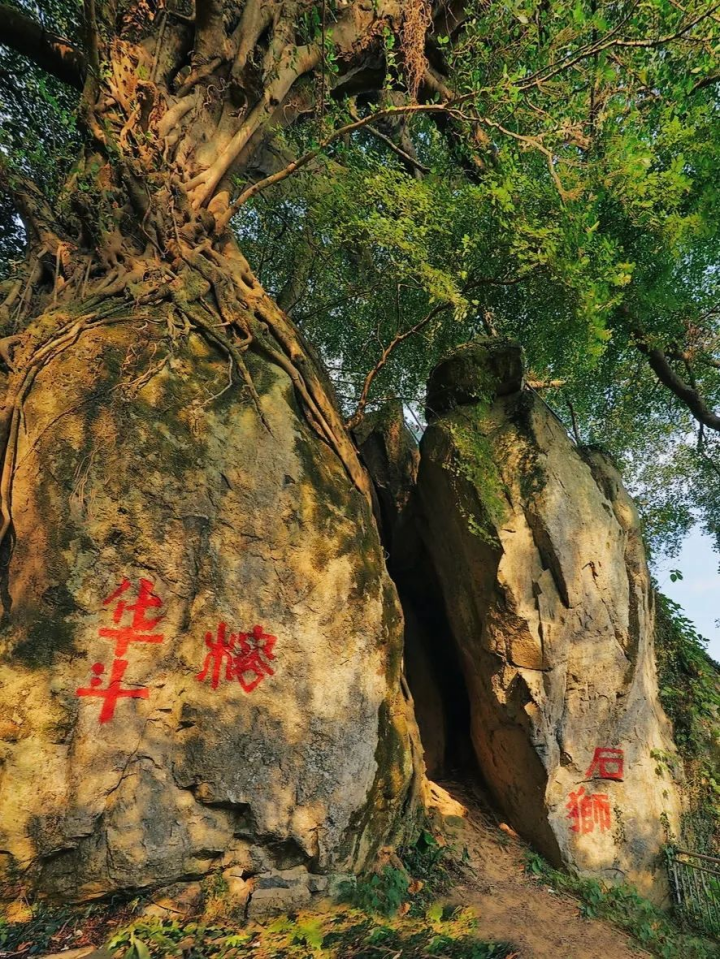 莆田元宵：（13）元宵冲花百年习俗2216.png