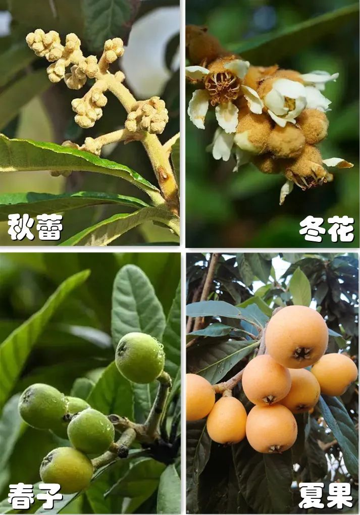 莆田枇杷，中国之最1062.png