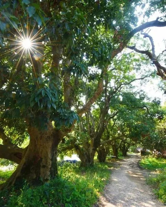 莆田荔枝，千年荔树，千年荔城2269.png