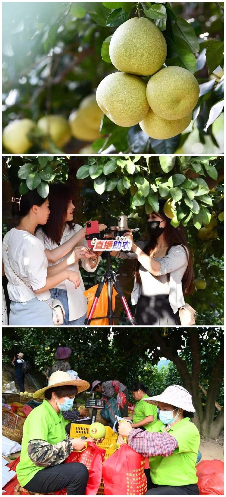 老区15248.png